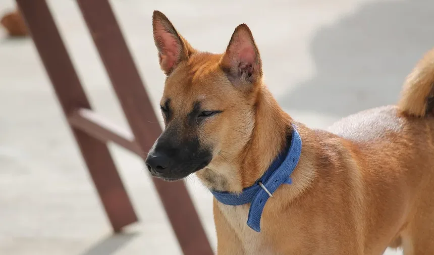 5 Recompensas Criativas para Cães que Não São Comida