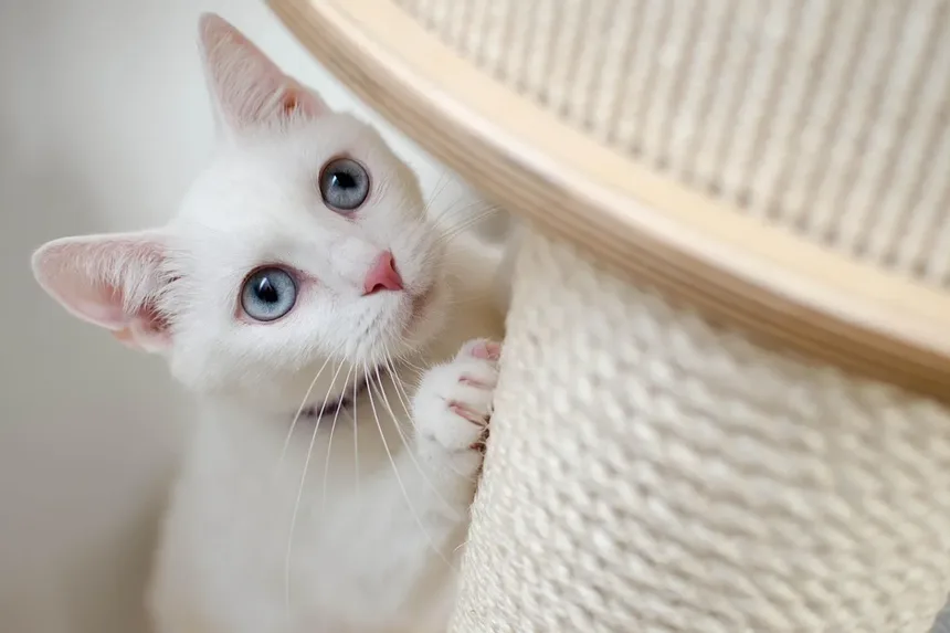 5 Dicas Essenciais de Alimentação para Gatos com Artrite