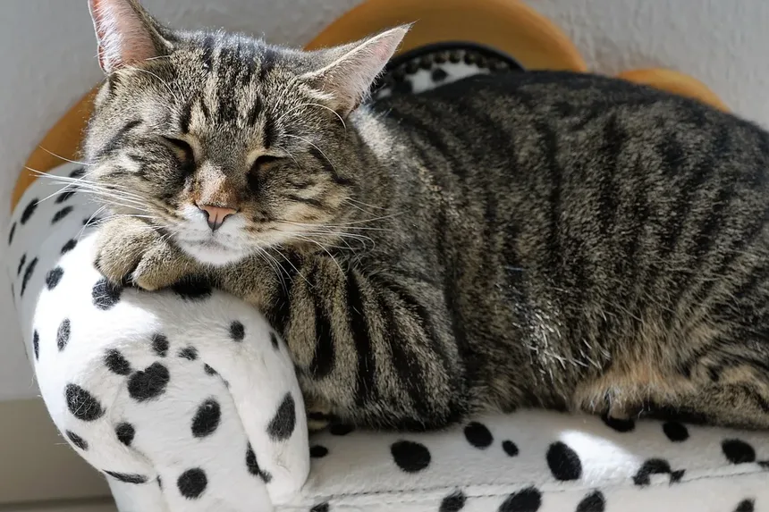 Problemas Comportamentais em Gatinhos: Como Resolver e Prevenir