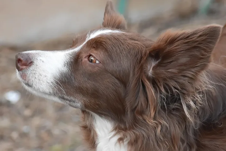 Cães Lambem Feridas: Perigo ou Cura? Descubra a Verdade!
