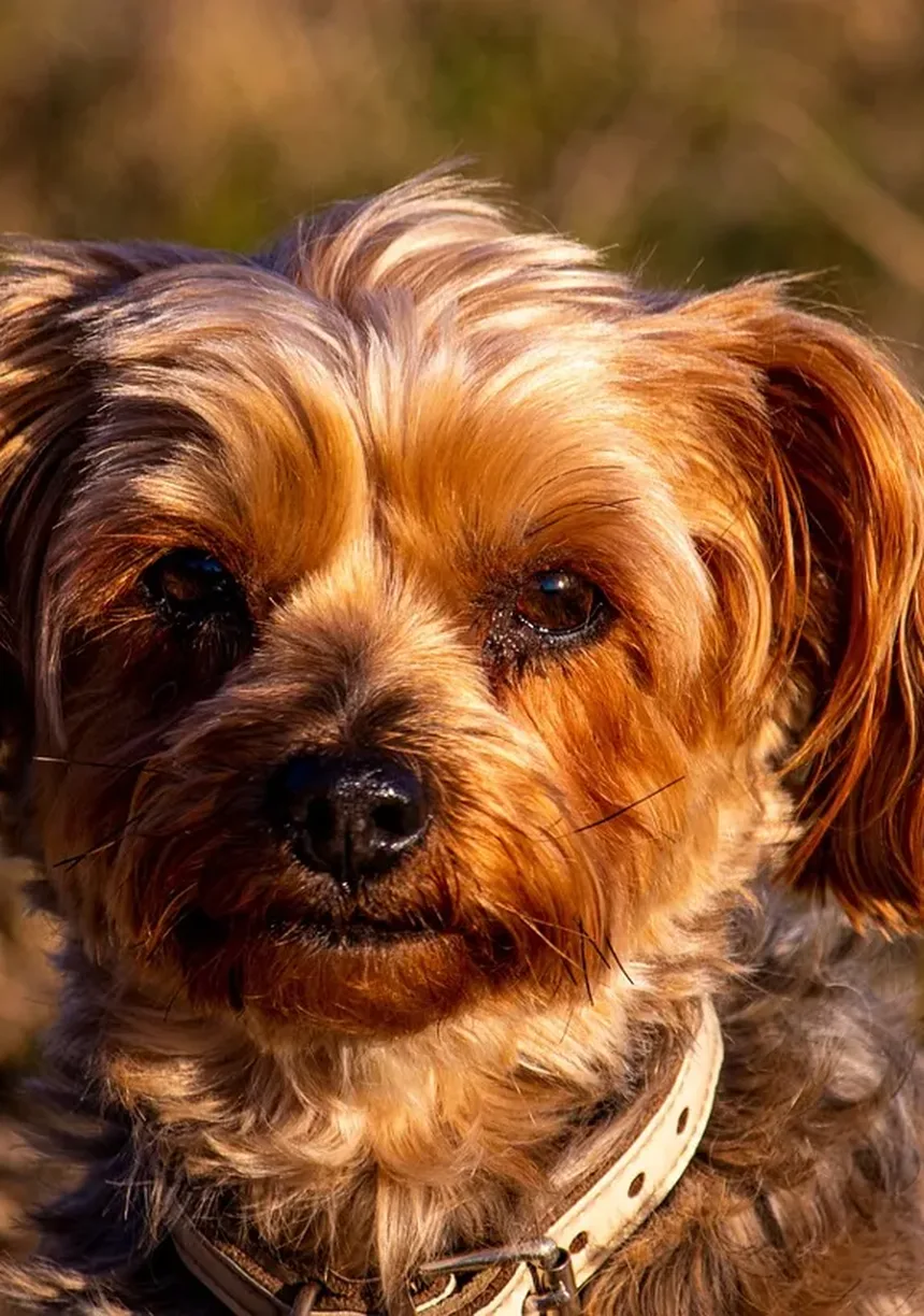 Como Cuidar de um Furão Doente: Sinais de Emergência que Você Precisa Conhecer