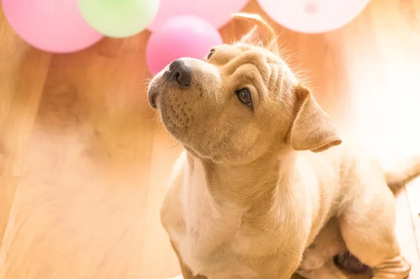Como Saber Se Seu Cachorro Está Enjoado: Sinais e Soluções