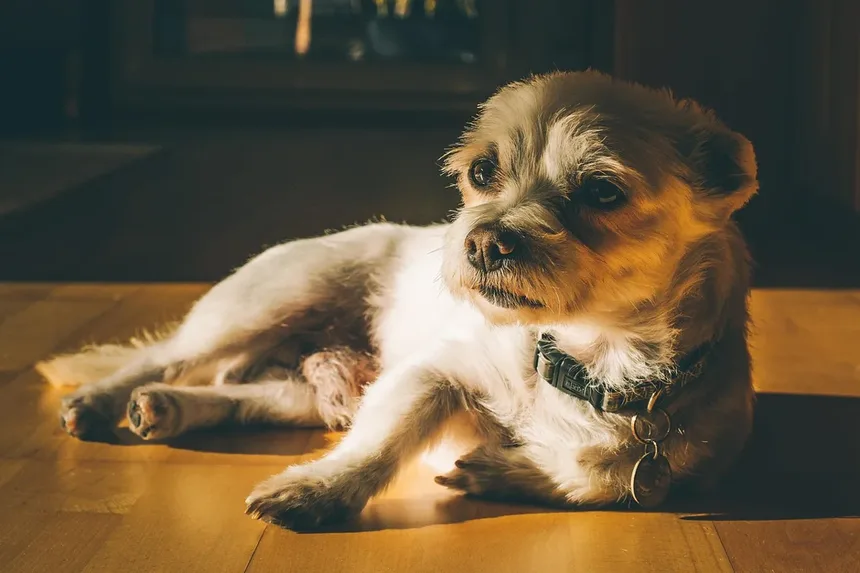 Como Ensinar Seu Cão a Não Puxar a Guia em 6 Passos Simples