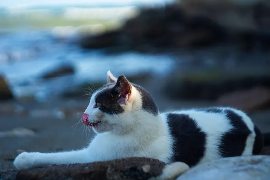 Cronograma e Custos de Vacinação de Gatinhos