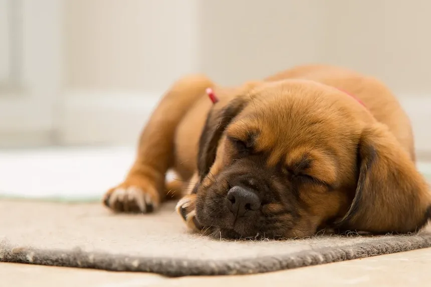 Vacina contra Raiva para Cães: Guia Completo e Obrigatório