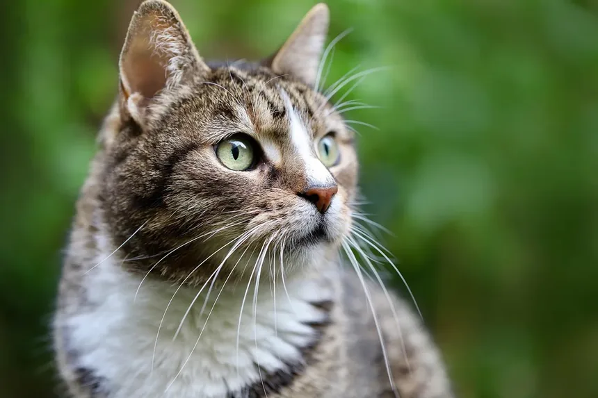 Por que meu gato tem mau cheiro? 5 causas e soluções